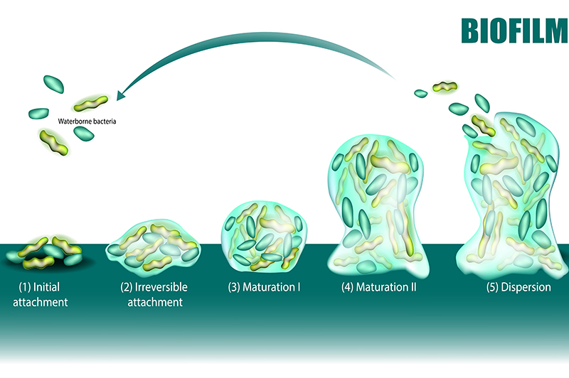 biofilm-ciclo-batteri